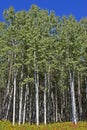 Tall aspen trees in the woods Royalty Free Stock Photo