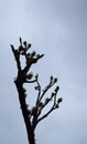 Tall Attractive Bare Cut Tree Trunk in Forest against Cloudy Misty White Sky Royalty Free Stock Photo