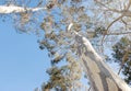 Tall Australian eucalyptus trees with shedding bark against blue sky