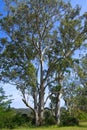Tall Australian Eucalyptus trees in the sun Royalty Free Stock Photo