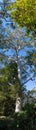 Tall Australian trees, panorama format Royalty Free Stock Photo