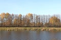 Tall autumn trees along the canal bank in autumn, minimalism, bright autumn background