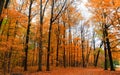 Tall autumn trees Royalty Free Stock Photo