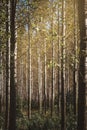 Tall autumn trees in deciduous forest with sunlight Royalty Free Stock Photo