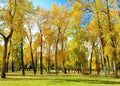 Tall Autumn Trees with Gold and Yellow Leaves in a Park