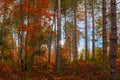Tall autumn trees Hiawatha National Forest in Michigan upper peninsula, Michigan Royalty Free Stock Photo