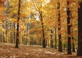 tall autumn trees in the park, forest with yellow and orange leaves Royalty Free Stock Photo