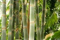 Tall bamboo Royalty Free Stock Photo