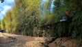 Tall bamboo as natural fence. Royalty Free Stock Photo