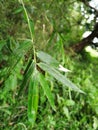 Tall Bamboo grass leaves on grasses background Royalty Free Stock Photo