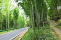 The tall bamboo Royalty Free Stock Photo