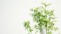 A tall bamboo plant in a decorative pot against a plain white background Royalty Free Stock Photo