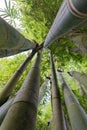 Bamboo tree vertical view Royalty Free Stock Photo