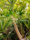 Tall bamboo stems and fresh green Royalty Free Stock Photo