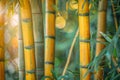 Tall bamboo trees with lush green foliage Royalty Free Stock Photo