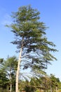 Tall banyan tree, adobe rgb