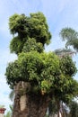 Banyan tree of Malaysia