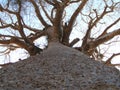 Tall Baobab