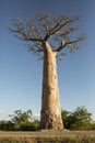 Tall baobab tree Royalty Free Stock Photo