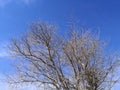 Tall Bare Ash Tree Branches Blue Winter Sky February Morning