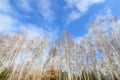 Tall bare birch trees forest