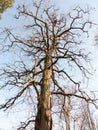 Tall bare branched tree in winter early spring blue sky Royalty Free Stock Photo