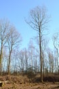 Tall, bare-branched trees in a coppiced clearing