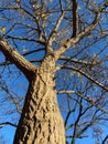 Tall Bare Tree With Few Leaves in December