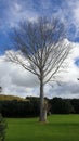 A tall bare tree in winter