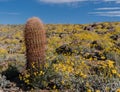 Tall Barrel Cactus in Field of California Brittlebush