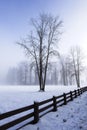 Tall barren tree in snow covered field Royalty Free Stock Photo