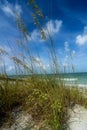 Tall beach grass Royalty Free Stock Photo