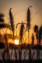 Tall beach grass