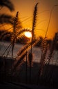 Tall beach grass