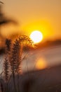 Tall beach grass