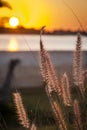 Tall beach grass