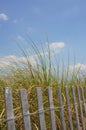 Tall Beach Grasses