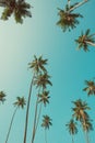 Tall beach palm trees with coconuts vintage color toned