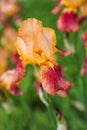 Tall bearded bicolor iris flower \