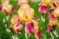 Tall bearded bicolor iris flower \