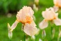 all bearded bicolor iris flower \