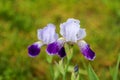 Tall bearded germanic iris flower \