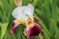 Tall bearded germanica iris flower - Finest Hour