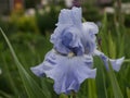 Tall Bearded Iris Babbling Brooks` on a cloudy day Royalty Free Stock Photo