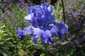 Tall Bearded Iris `Baltic Sea`