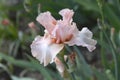 Tall Bearded Iris Beverly Sills