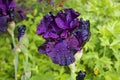 Iris black color in garden. Royalty Free Stock Photo