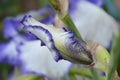 Tall bearded iris Blue Staccato