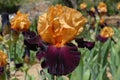 Tall bearded iris, Brilliant Disguise