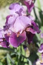 Tall bearded iris Camelot Rose